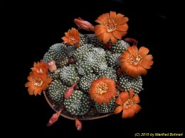 Rebutia krainziana 1296